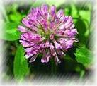 Plant Extract-herbs Medicine Products Red Clover P.e. Which Is Anticancer , Changes Of Spasmolysant