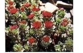 Plant Extract-rhodiola P.e. Which Contain Salidroside And Tyrosot Which Are Fatigue .lack Of Oxygen,