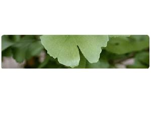 Ginkgo Biloba Extract