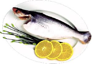 We Sell Pangasius Hypophthalmus For Export