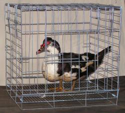 Sell Poultry Cages