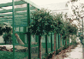 Sell Security Screens Or Security Grilles