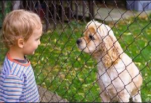 Chain Link Fence For Residential Use 108