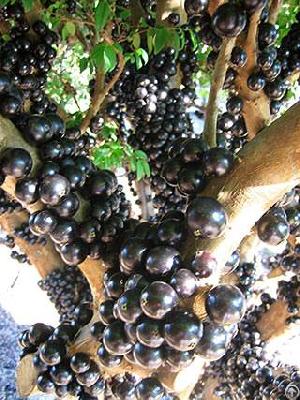 Jabuticaba Juice Powder