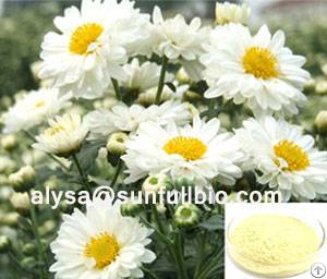 chrysanthemum extract