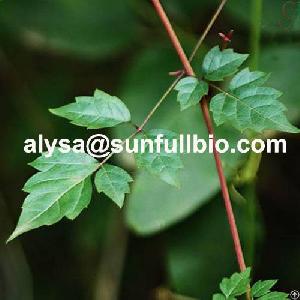 dihydromyricetin vine tea extract