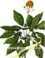 ginseng extract 10 80 ginsenosides