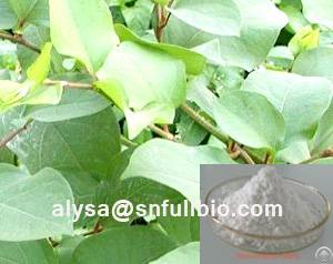 polygonum extract 50 98 resveratrol