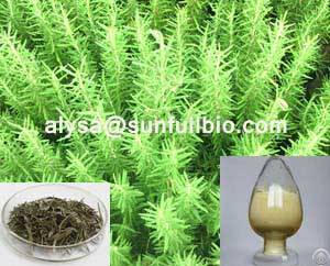 Rosemary Extract Carnosic Acid Rosmarinic Acid