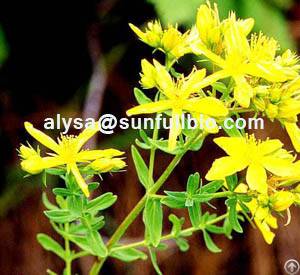 st johns wort extract