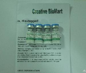 Mouse Anti-human A4galt Monoclonal Antibody