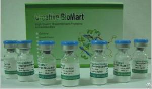 Mouse Anti-human Aadac Monoclonal Antibody