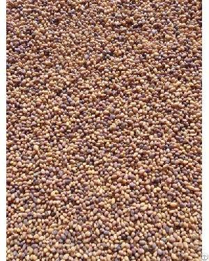 clover seeds