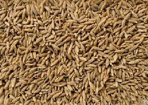 cumin seeds