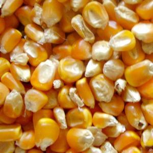 Maize / Corn