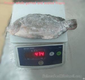supplier frozen gutted scaled tilapia