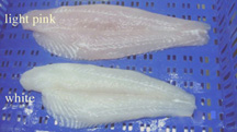 Good Quality Pangasius Fillets