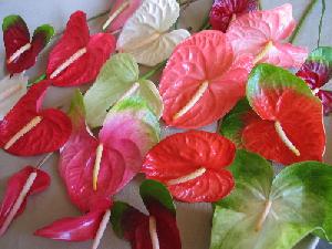 anthurium cut flowers export