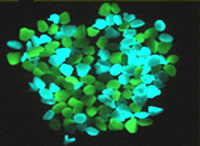 Photoluminescent Glow In The Dark Stones, High Photo Luminescence And Very Cheap