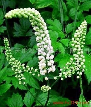 cohosh extract menopausal postmenopausal women
