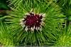 burdock fruit extract