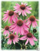 Echinacea Extract Polyphenol