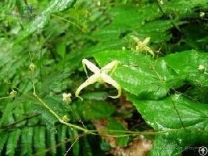 epemedium extract
