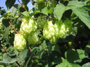 European Hop Spike Extract Fine Powder