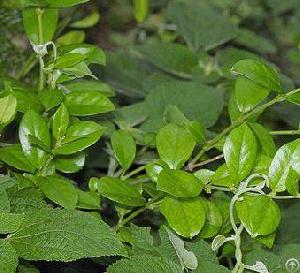 gymnema sylvestre extract