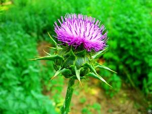 milk thistle extract