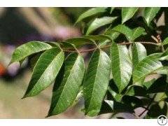olive leaf extract