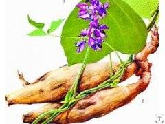 puerariae extract