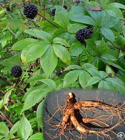 Siberian Ginseng Extract