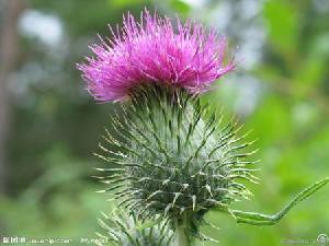 milk thistle extract
