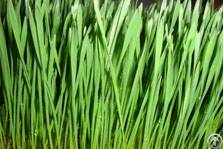 Wheat Grass Extract