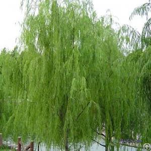 White Willow Bark Extract