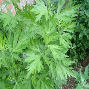 Wormwood Extract