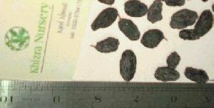 raisins