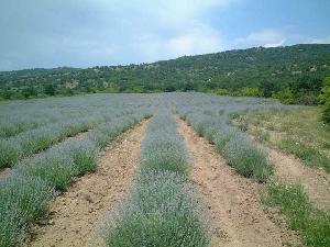 Lavender Oil Lavandula Angustifolia Bulgarian Origin From Manufacturer