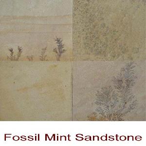 mint fossils sandstone