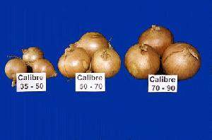 Onions Variety Synthetic 14 , Handy Selected And Packed