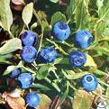 bilberry powder extract concentrate juice fruit freeze dried organic capsules
