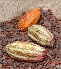 cocoa powder extract organic nibs