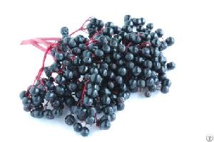 elderberry powder extract concentrate fruit juice freeze dried capsules tablets