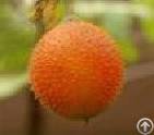 gac fruit powder extract concentrate puree juice