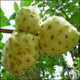 Noni Powder, Extract, Concentrate, Organic, Juice, Fruit, Capsules, Tablets, Freeze Dried