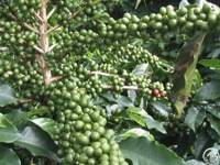 Green Coffee Powder, Extract, Concentrate, Capsules, Tablets