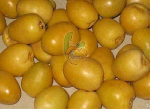 Fresh Barhi Dates From Egypt