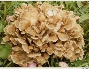 maitake mushroom extract