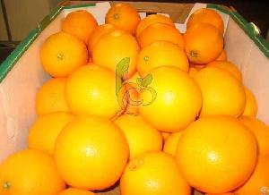 egyptian navel orange